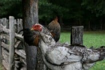 Raising Chickens for Survival 