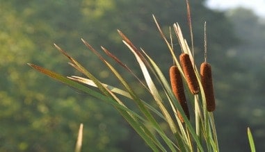 cattails_food_edible