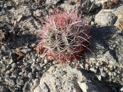 Plants for water in desert