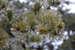 frost_tree_pine_winter
