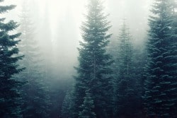 forest-trees-fog-foggy