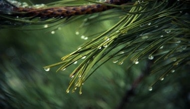 Medicinal Uses of Pine Trees and Their Relatives in the Northeast