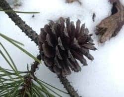 pitch_pine_cone