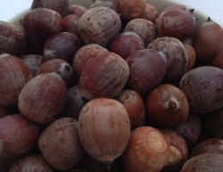 acorns_food_storage