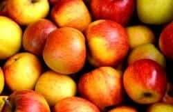 apples_food_storage_rot