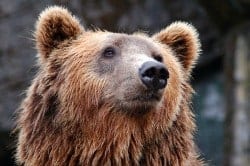 weapons carried for personal defense against grizzly bears