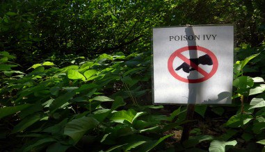 Wild Edibles & Poisonous Plants of the Poison Ivy Family