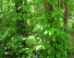 poison_ivy_trees