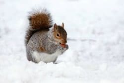 squirrel_food_eating