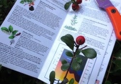 Waterford_Medicinal_Survival_Plants_of_the_Rocky_MountainsWaterford_Press_knife_berries