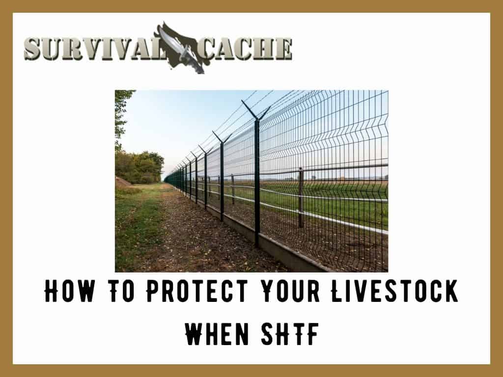 Comment protéger votre bétail lorsque SHTF