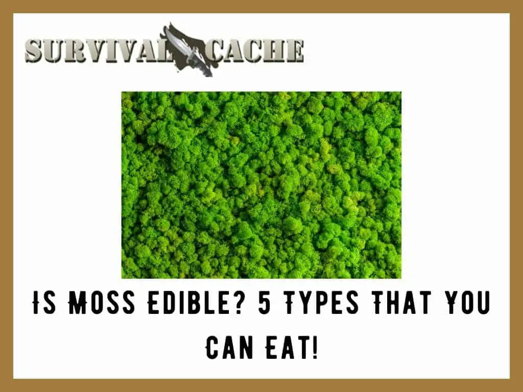 Is Moss Edible 5 Types That You Can Eat!