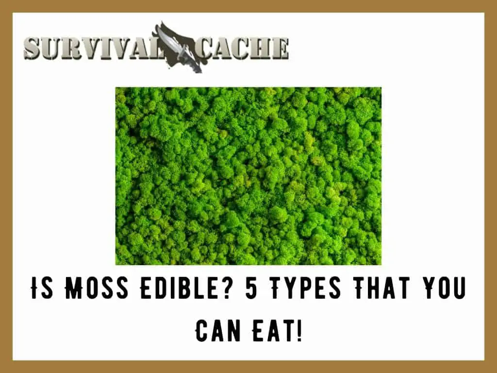 Is Moss Edible? 5 Types That You Can Eat! Survival 101