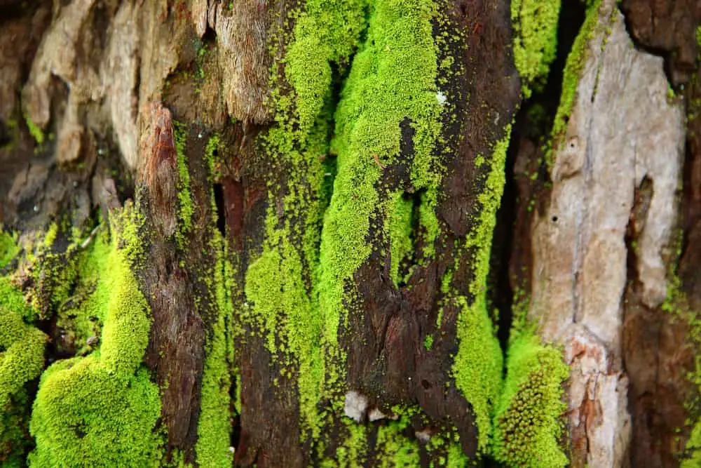 moss