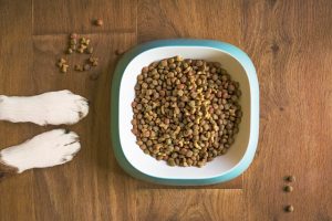 can humans eat dog food in an emergency