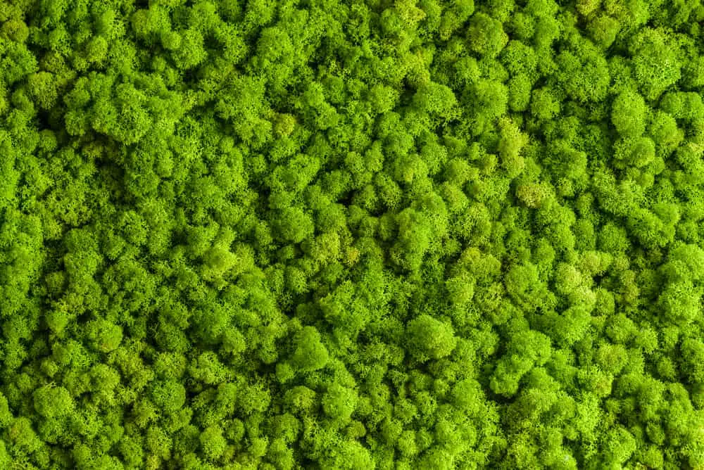 Mur de mousse de renne, décoration murale verte, lichen Cladonia rangi