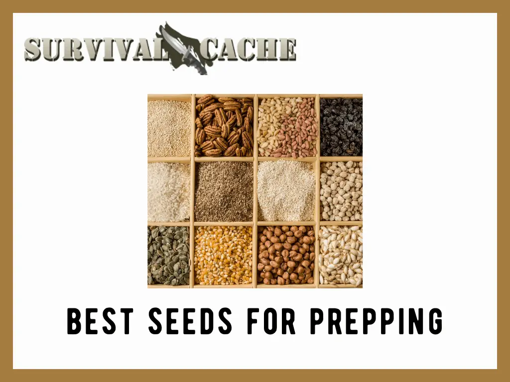 Best Seeds For Prepping: 5 Top Picks, Seed Types