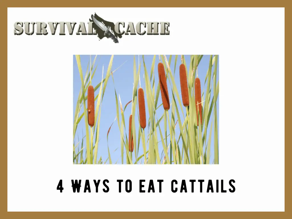 How to Eat Cattails for Survival: Top 4 Ways, Best Recipes