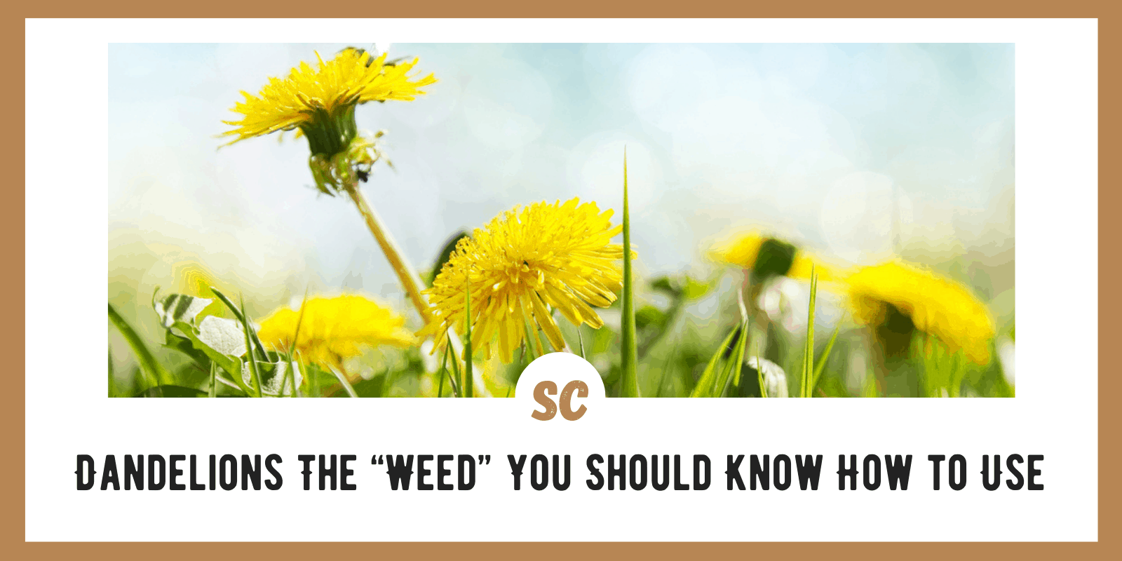Dandelions: Survival “Weed” You Should Know How to Use
