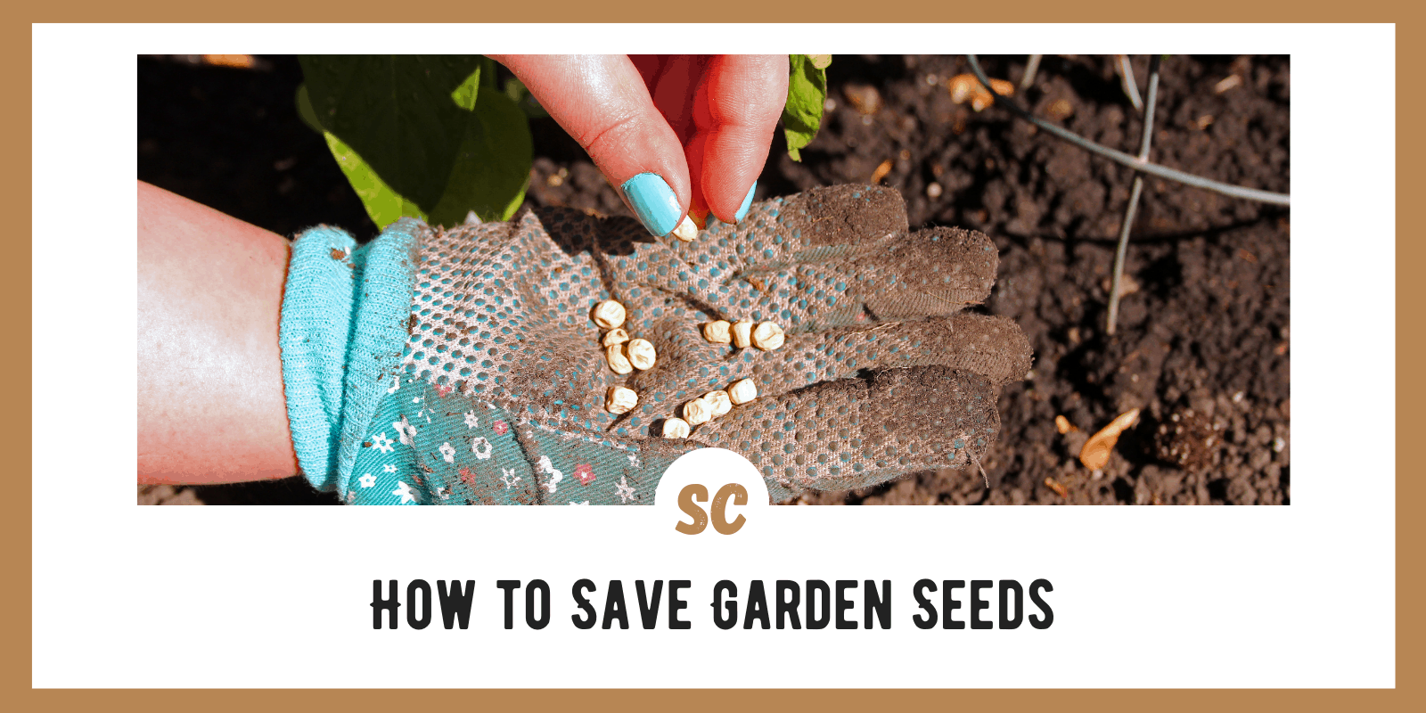 How to Save Garden Seeds: Tips for Beginners 2022