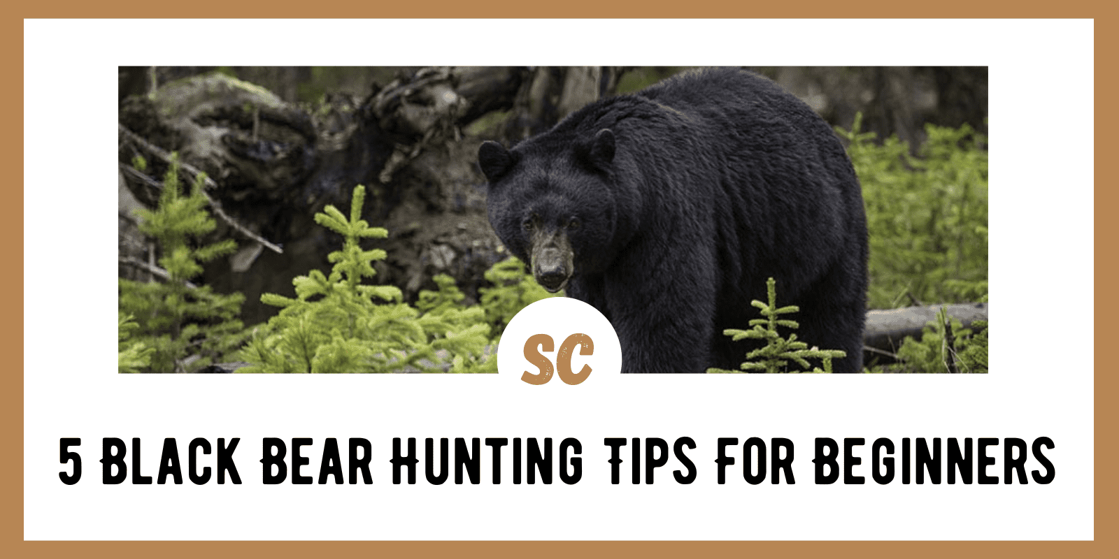 5 Black Bear Hunting Tips For Beginners
