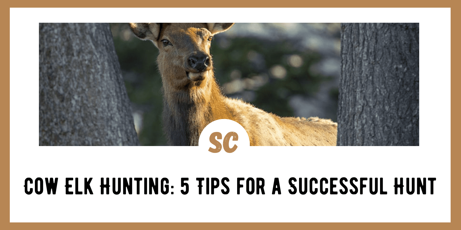 Cow Elk Hunting: 5 Tips for a Successful Hunt