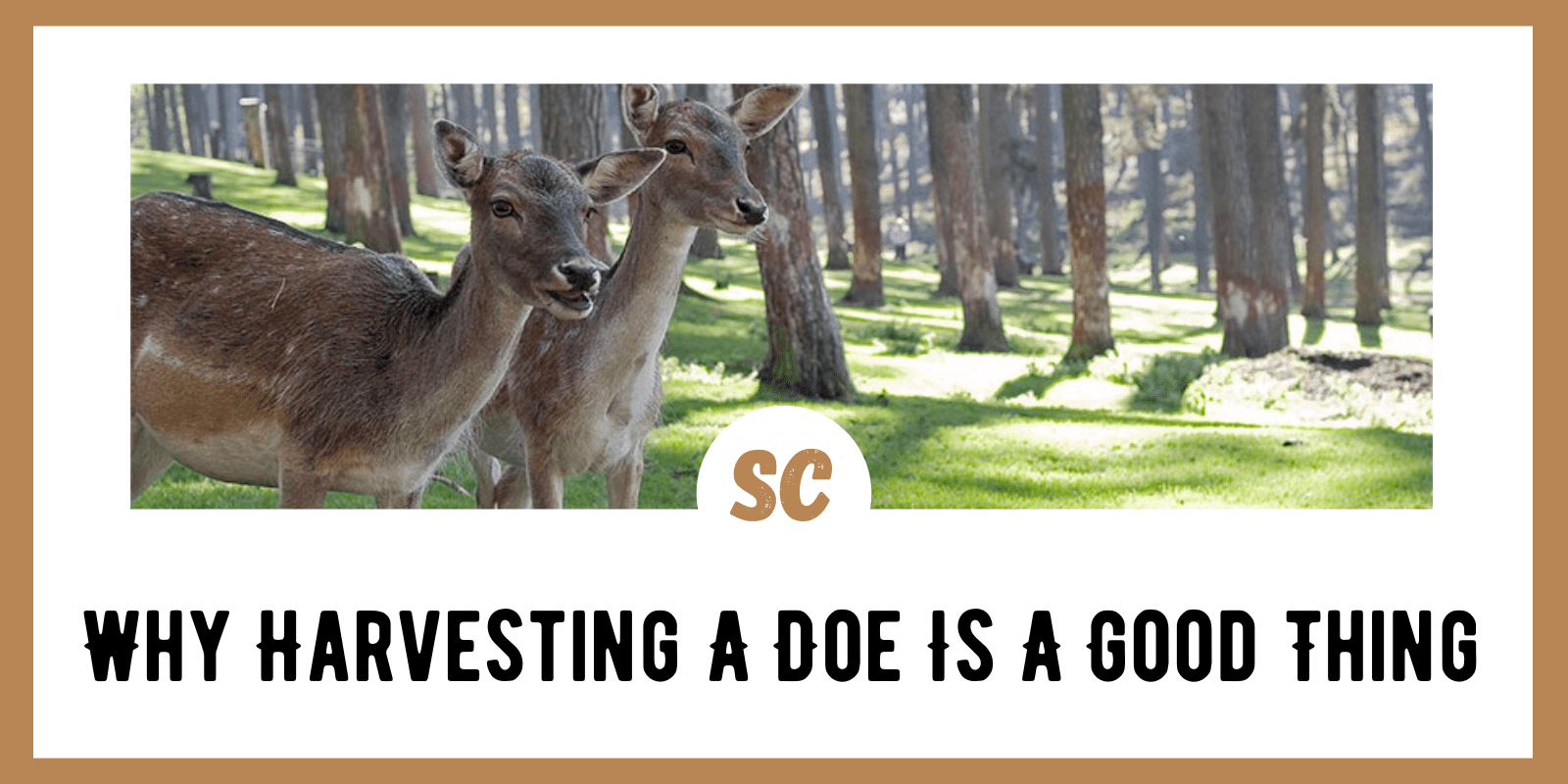 Why Harvesting A Doe Is A Good Thing