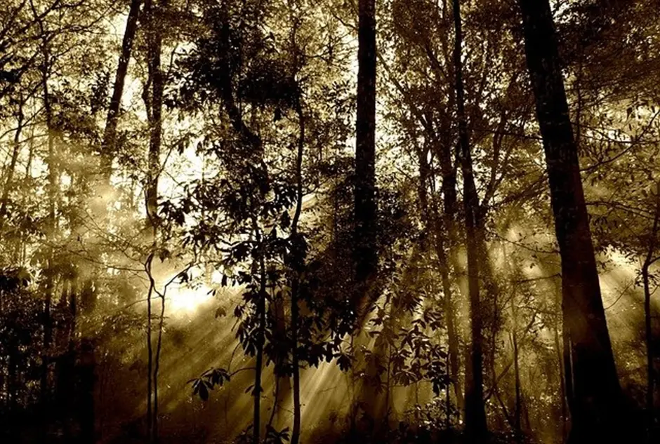 forest, trees, sunlight