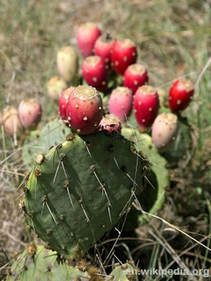 prickly pear fruit