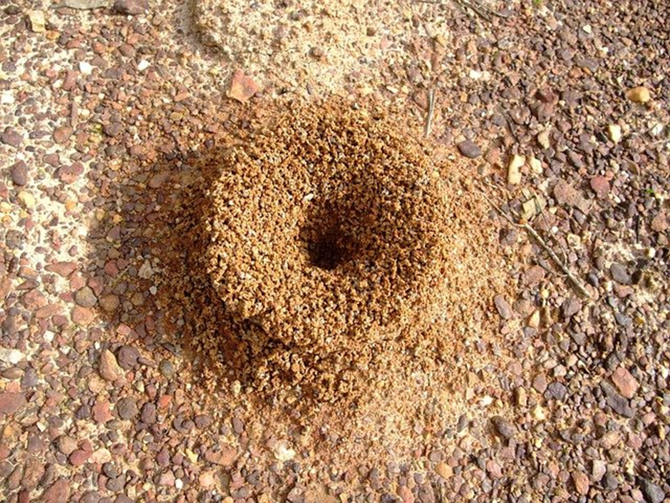ant hill