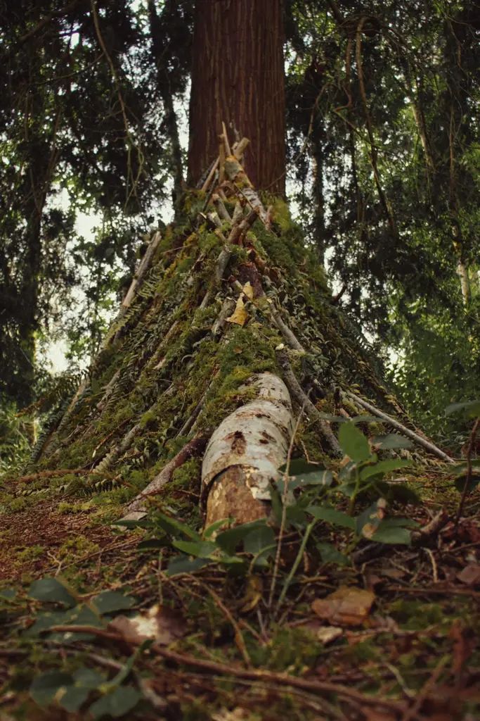 shelter made of two trees and pine boughs