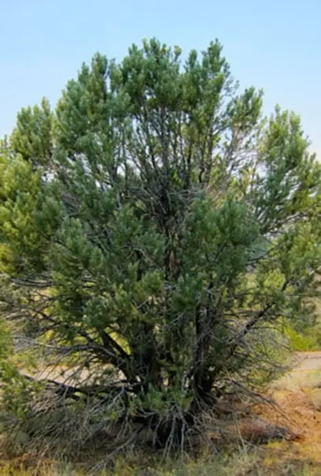 pinyon pine