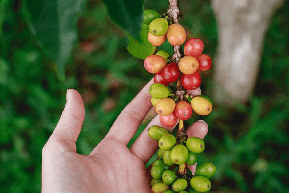 grow your own coffee