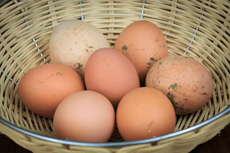 unwashed fresh eggs, chicken eggs