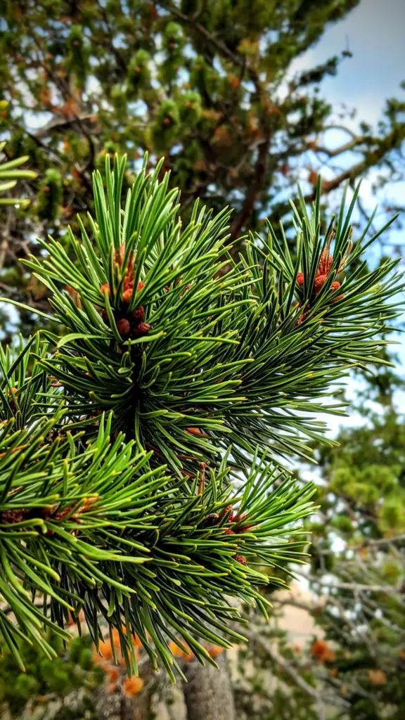 pine needles for a bough bed