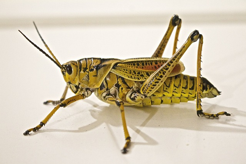grasshoppers are edible bugs